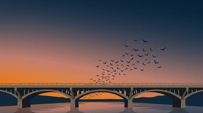 Congress Avenue Bats Illustration